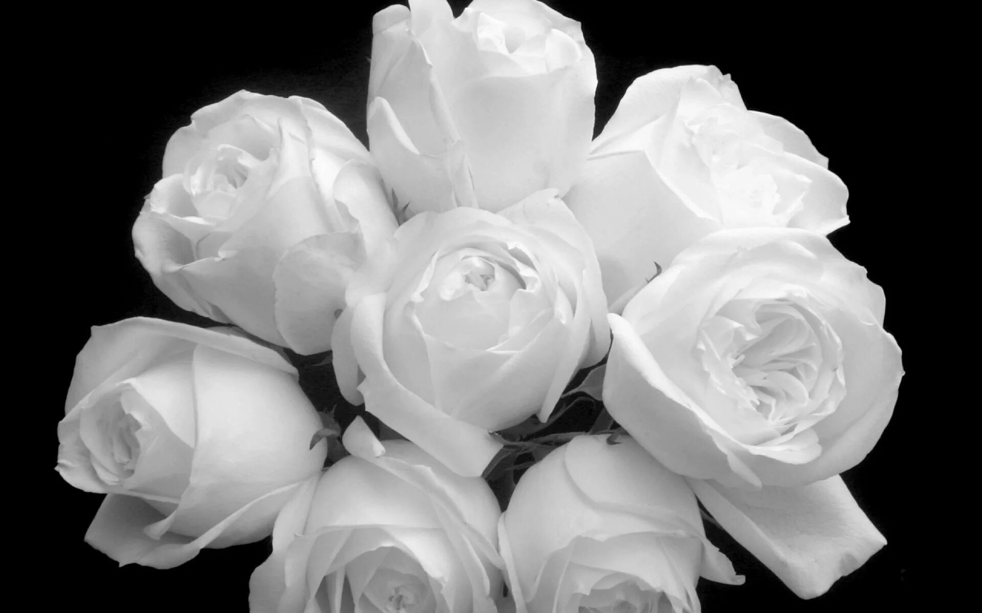 Белые розы оттенки. Белые розы. Красивые белые розы. Красивые белые цветы.