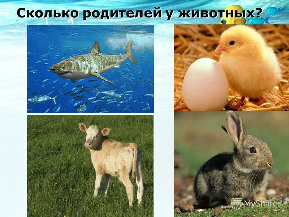 Зеброид лигр. Клонирование животных. Яглев леопон. Синтетические животные. Искусственное выращивание животных.