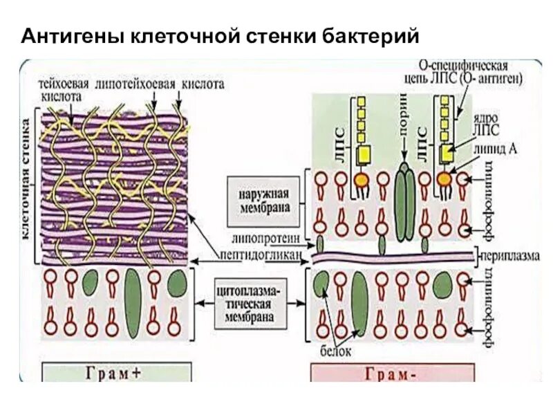 Клеточные антигены. Клеточная стенка грамположительных бактерий. Функции клеточной стенки грамположительных бактерий. Антигены клеточной стенки бактерий. Клеточная стенка гр+ и гр- бактерий.