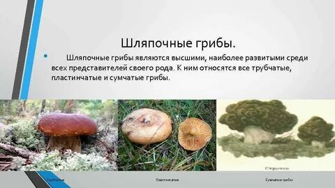 Какие грибы считаются самыми дорогими