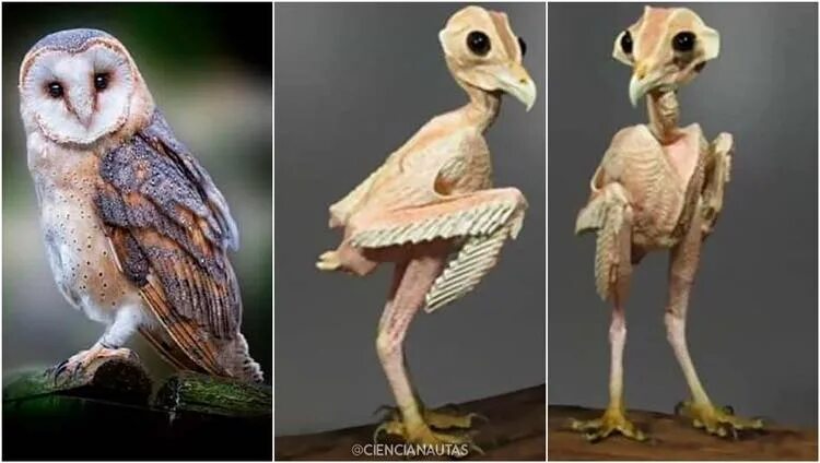 Человек животное без перьев. Сова сипуха без перьев. птенец сипухи. сова сипуха птенец. лысая сипуха.