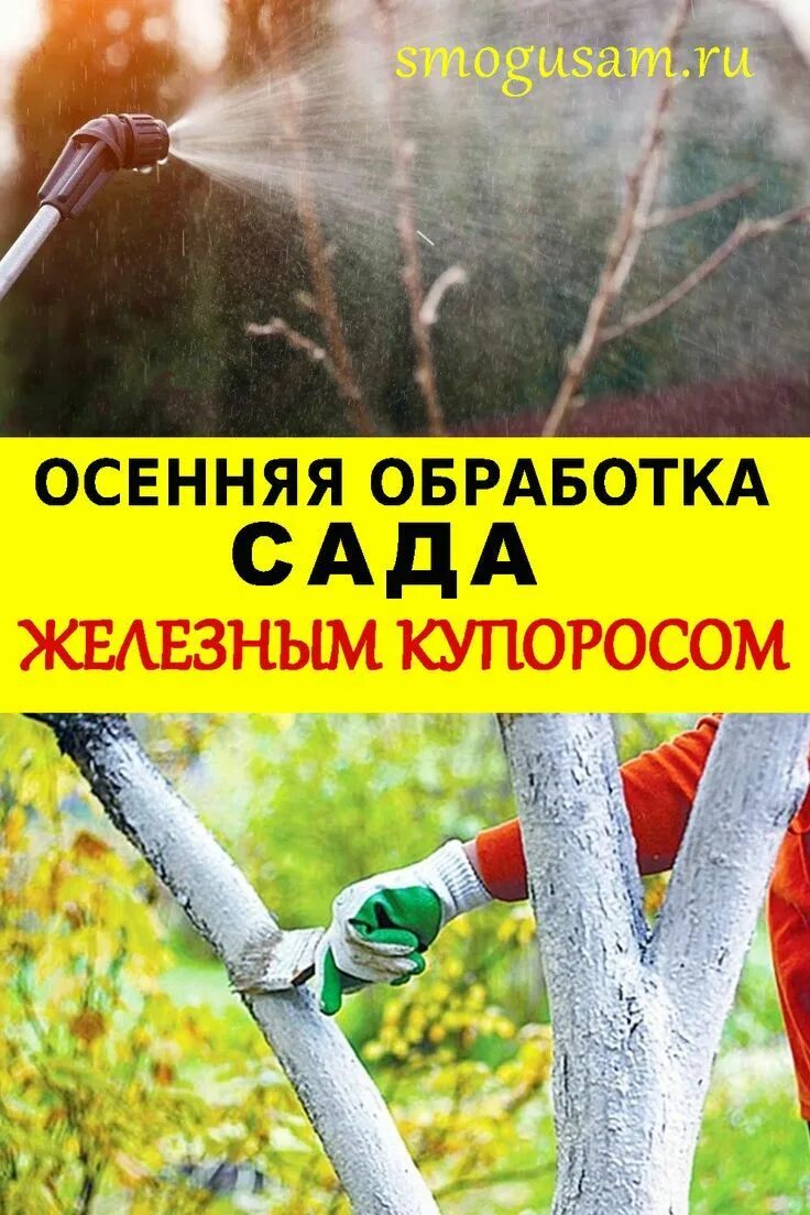 Обработка сада. Железный купорос для обработки сада. Обработка сада осенью железным купоросом. Осенняя обработка сада железным купоросом.