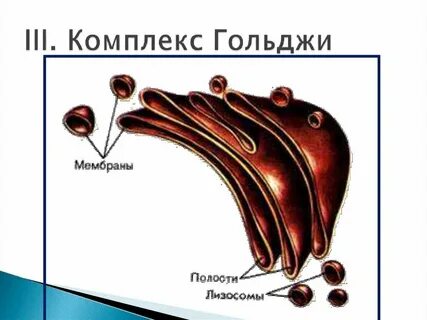 Комплекс гольджи кратко и понятно