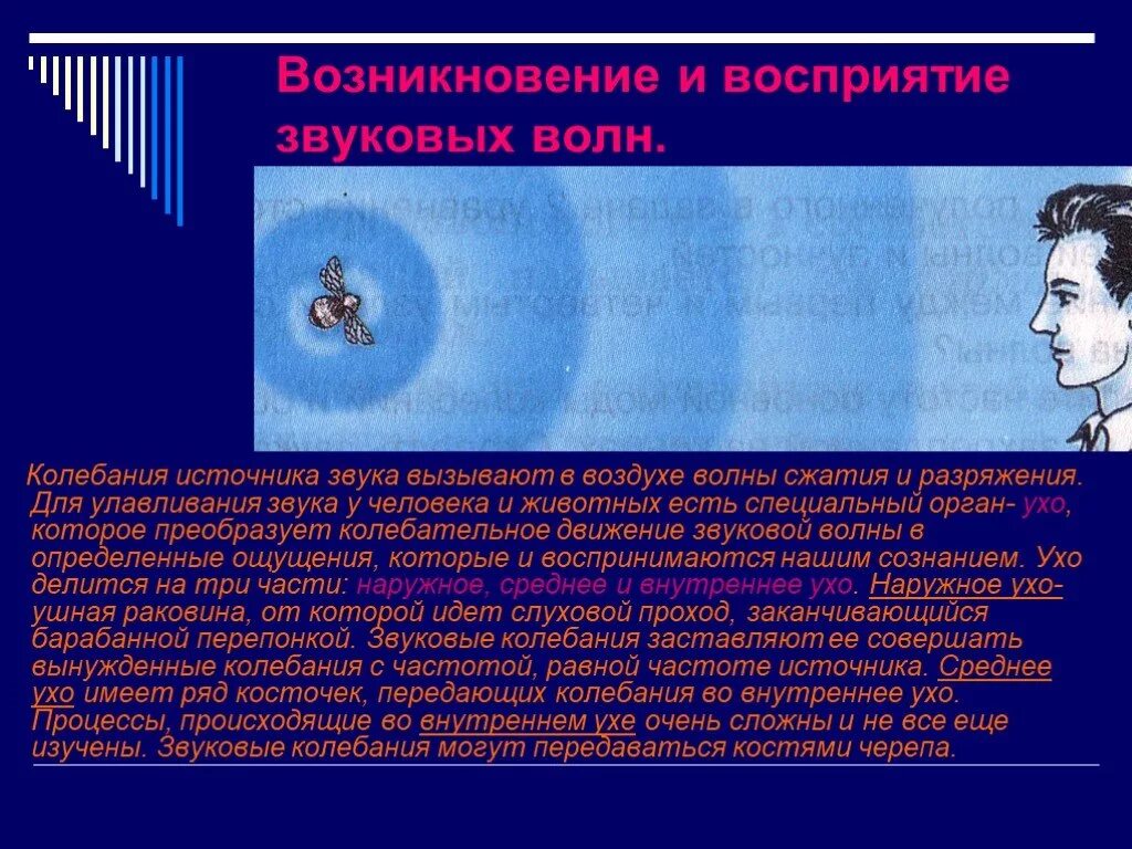 Воспринимает колебания воздуха. Возникновение звуковой волны. Происхождение звуковых волн. Звук волны восприятие. Источники звуковых волн.