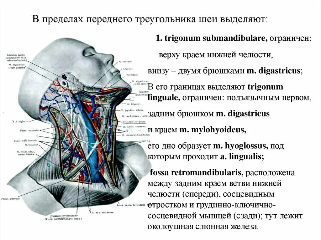 Лестничный треугольник шеи. Лестничный треугольник шеи