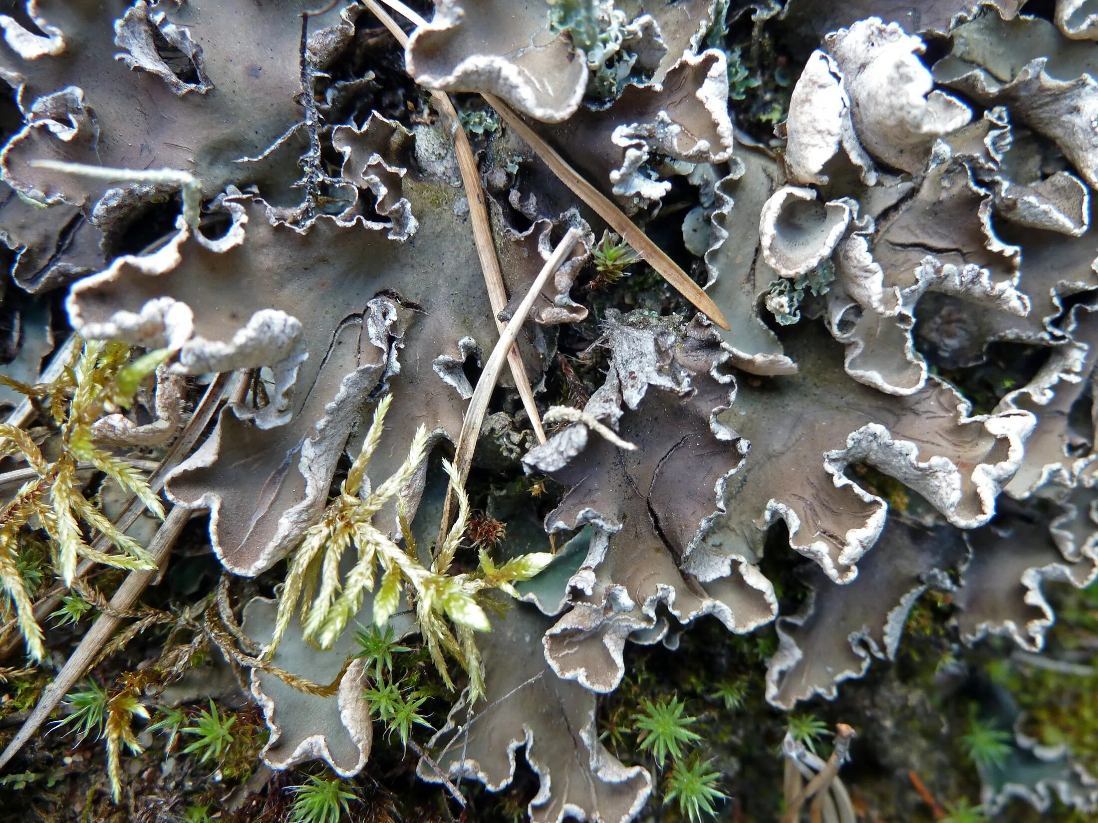 Лишайник относится к грибам. Peltigera Canina лишайник. Peltigera malacea. Лишайник Peltigera aphthosa. Пельтигера собачья Peltigera Canina.