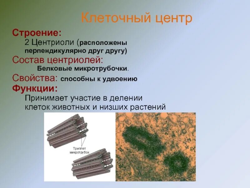 Органоид клеточный центр функции. Центриоли клеточного центра. строение центриоли клетки. микротрубочки клеточного центра функции. центриоли строение и функции.
