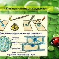 Для чего нужны предметные и покровные стекла