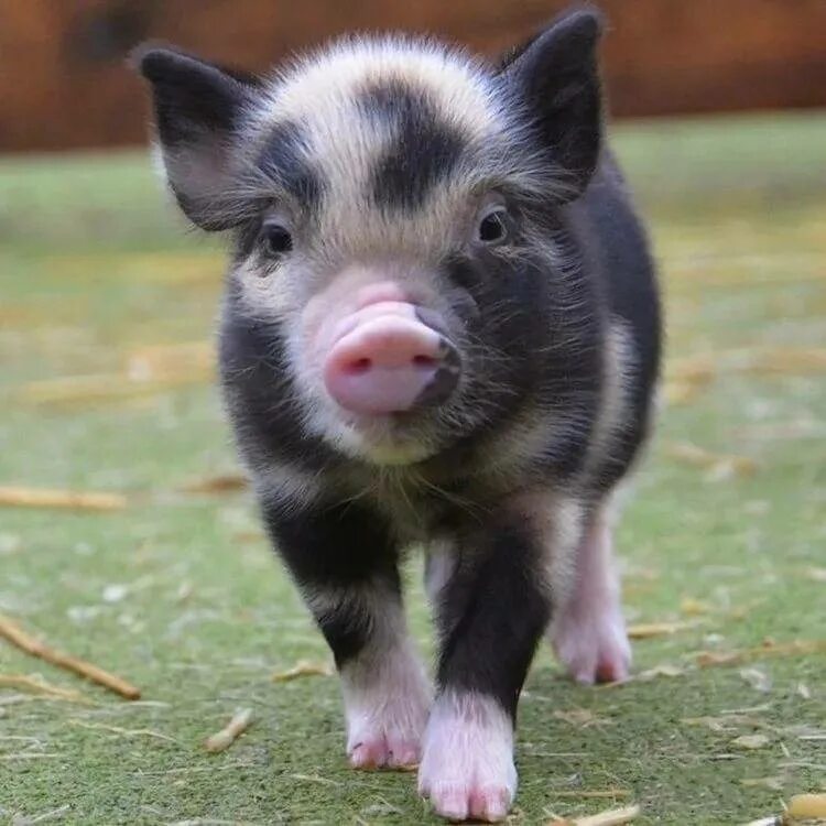 Просто свинка. Свинка минипиг. Микро мини Пиги. Мини Пиги мини майялино. Мини Пиг карликовая Свинка.
