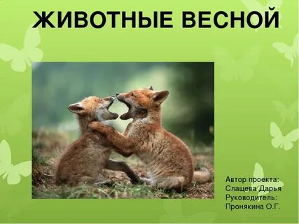 Рассказ о животных весной