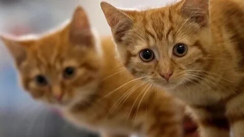 Ресейдің Ульяновск қаласында жасырын камерадағы әуесқой секс