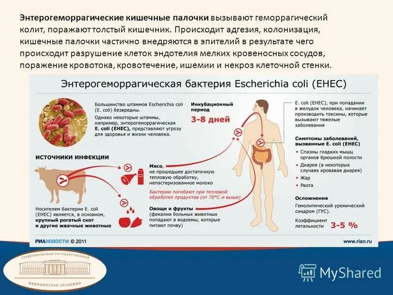 Кишечная палочка вызывает заболевания. Энтерогеморрагические кишечные палочки. Кишечная палочка источник инфекции. Болезни вызванные кишечной палочкой. Заболевания вызываемые кишечной палочкой.