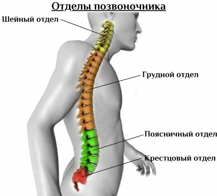 Найдите грудной отдел позвоночника обратите. Пояснично-крестцовый отдел позвоночника. Шейный грудной поясничный крестцовый отдел позвоночника. Строение поясничного отдела позвоночника. Позвонки пояснично крестцового отдела.