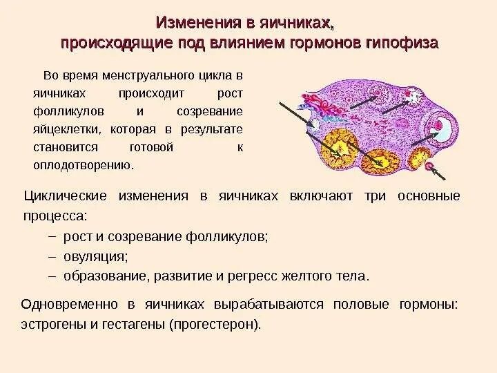 Гормоны после удаления яичника. Циклические изменения в яичнике. Как происходит рост и созревание фолликулов в яичнике. Гормон стимулирующий рост яйцеклеток. Строение гормоны яичников.