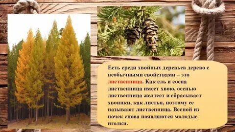 У какого дерева опадают и желтеют хвоинки