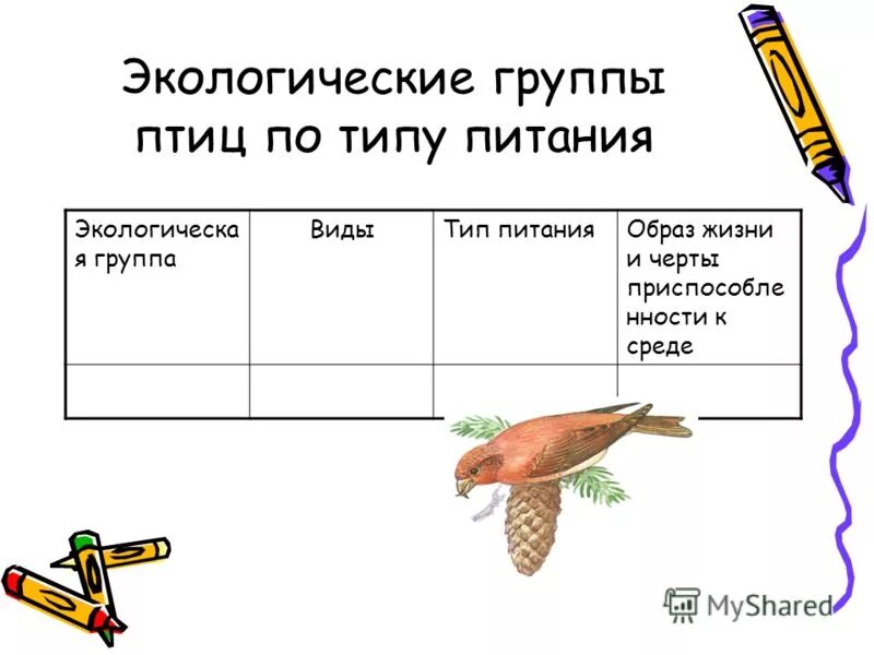 Сообщение экологические группы птиц