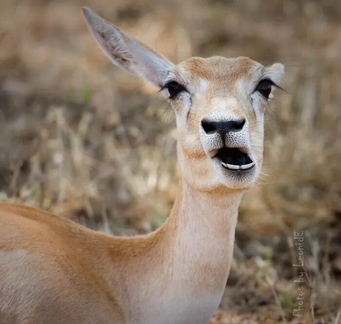 Тапир натус. Сайга (сайгак). Антилопа сайгак. Сайга (сайгак). Хобот тапира.