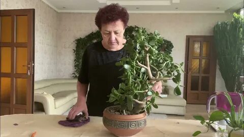 Денежное дерево упало
