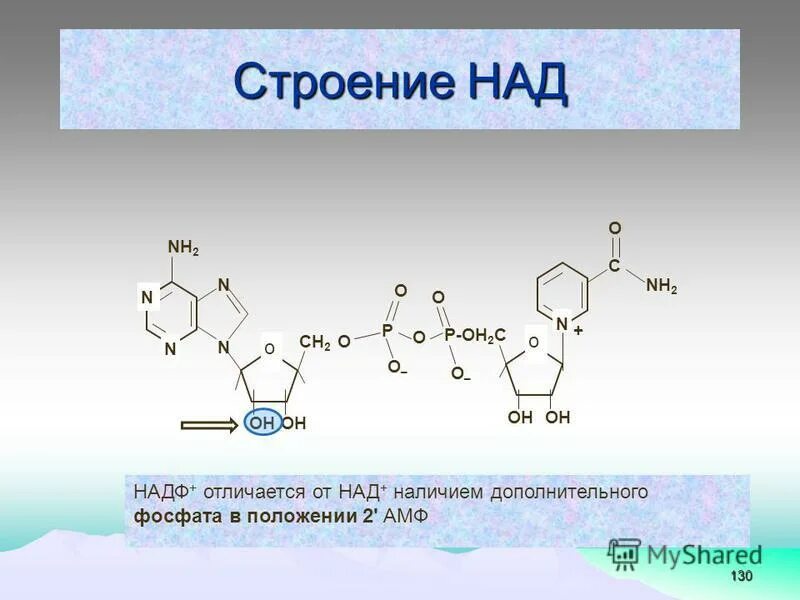 Надф н2. Строение кофермента НАДФ. Формула над и НАДФ биохимия. Никотинамидадениндинуклеотид фосфат. Строение кофермента над биохимия.