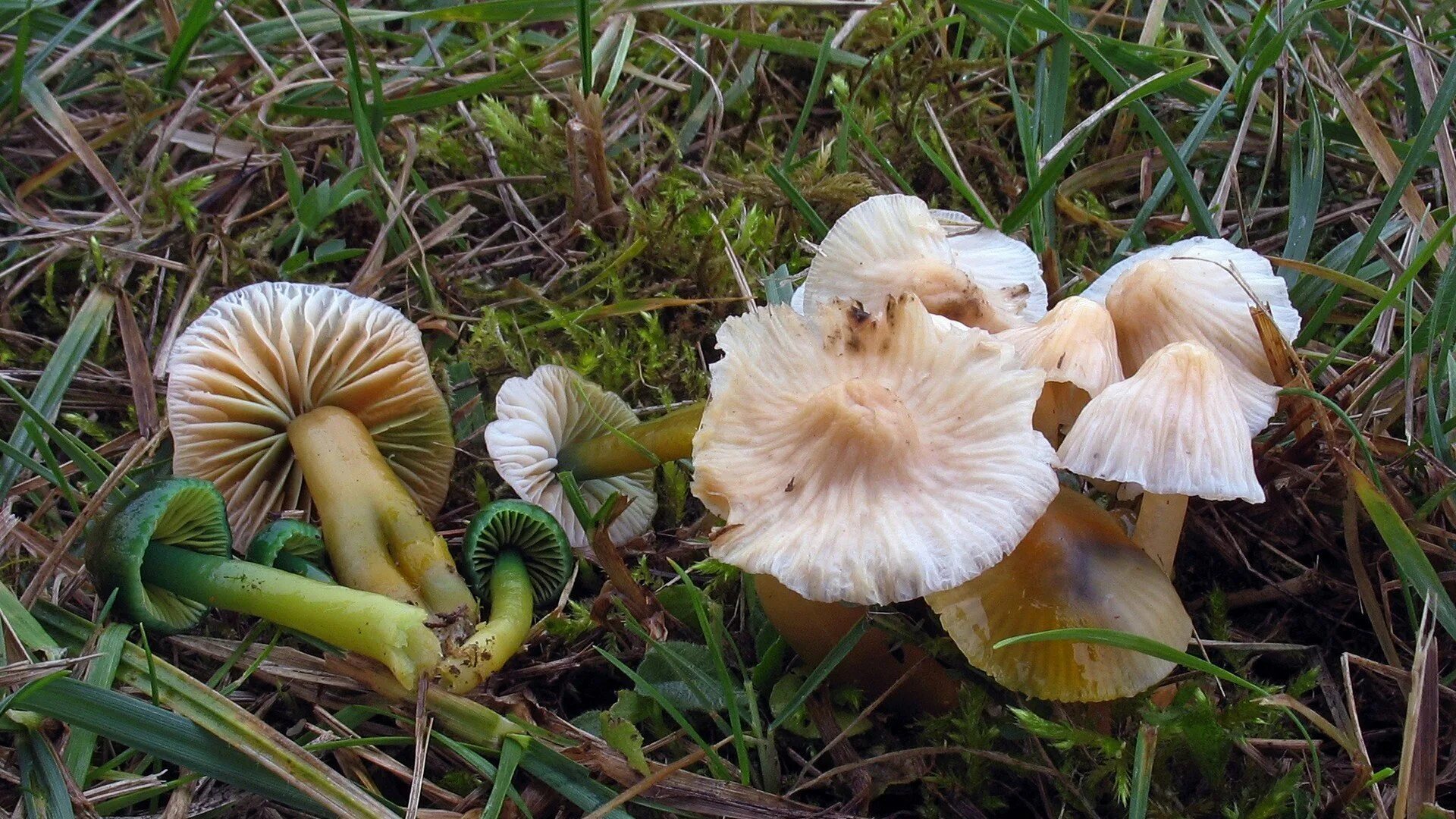 Hygrocybe psittacina. Гигроцибе. Гигроцибе попугайская. Весенние пластинчатые грибы.