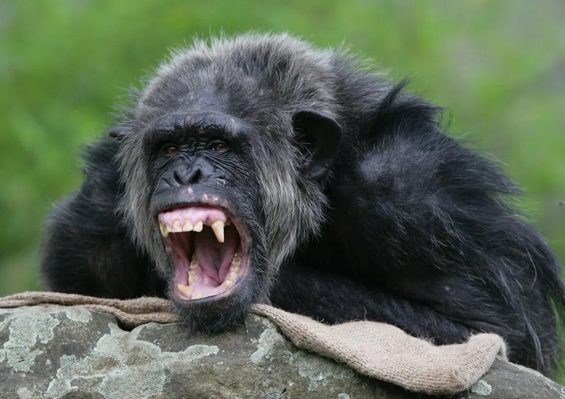 Горилла и шимпанзе. Макака шимпанзе горилла. Шимпанзе Pan Troglodytes. Агрессивная обезьяна.
