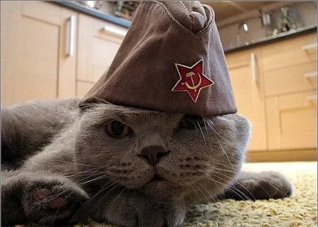 С днем защитника отечества котик
