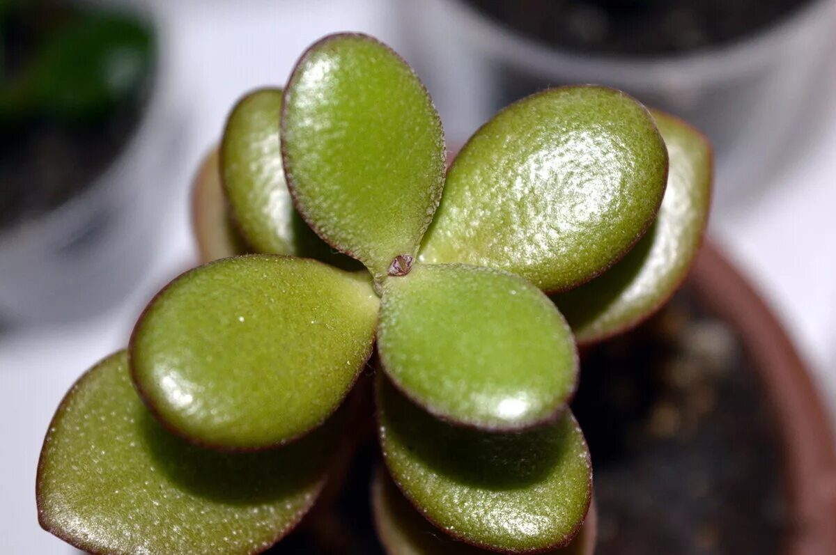 Свойства толстянки денежное дерево. Крассула Давида. Толстянка (Crassula). Крассула толстянка денежное. Каланхоэ толстянка Крассула.