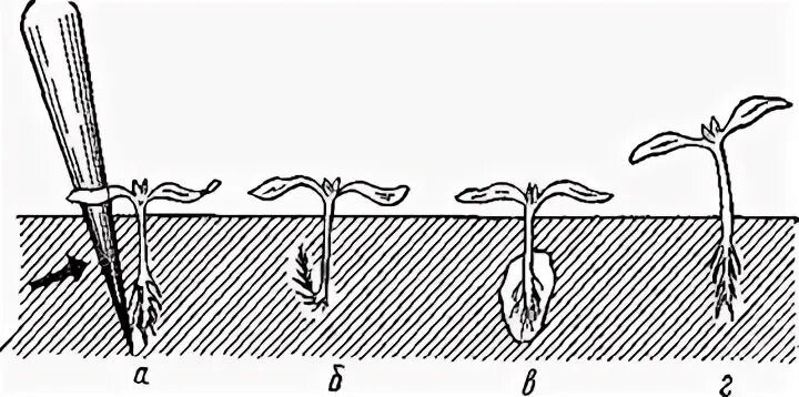Заглубляют ли огурцы при пересадке. Пикировка. Пикировка корня. Пикировка рассады схема. Прищипка рассады свеклы.