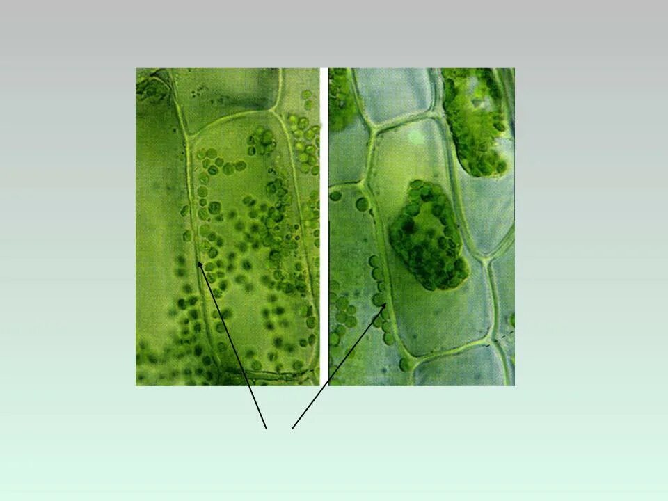 Стенка растительной клетки состоит из. Клеточная стенка растительной клетки. Клеточная стенка растительной клетки содержит. Клеточная стенка растительной клетки рисунок. Клетка стенки растений состоит.