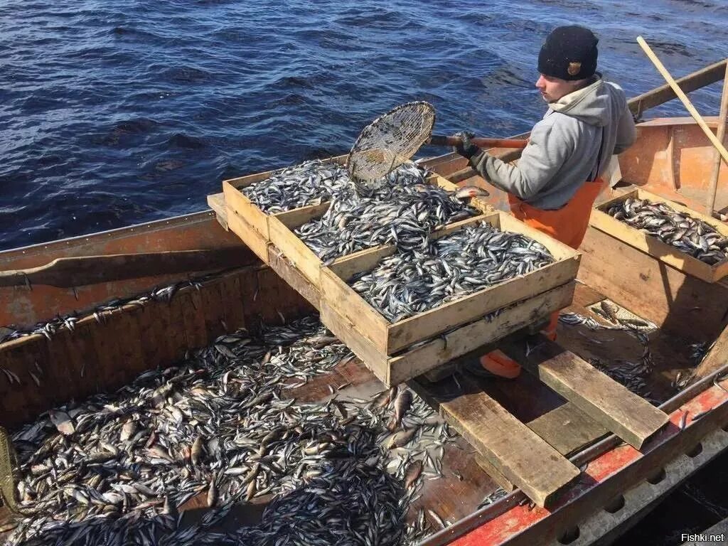 Онежский бассейн промысла корюшки. Корюшка Ладога. Корюшка улов. Рыбный промысел на Ладоге. Время промыслов рыбы