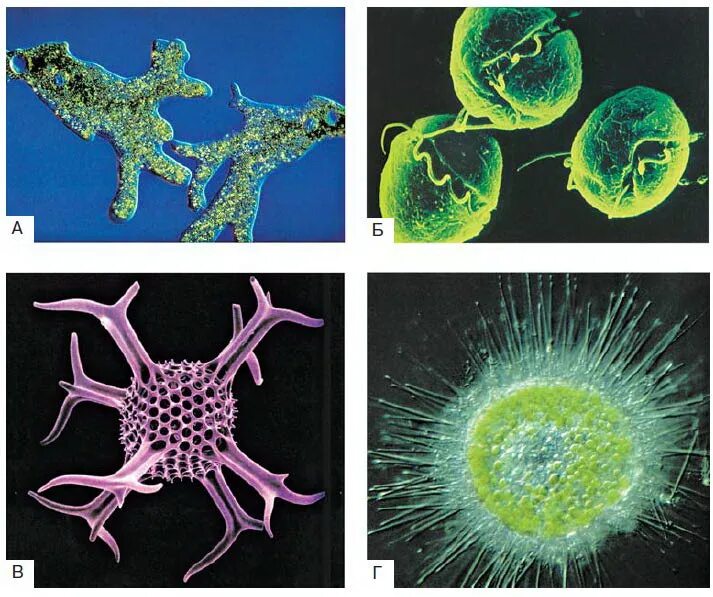 Каким способом осуществляется поглощение амебой клеток водорослей. Эукариотические одноклеточные микроорганизмы. Одноклеточные и многоклеточные клетки. Одноклеточные и многоклеточные бактерии. Диатомеи, одноклеточные организмы.