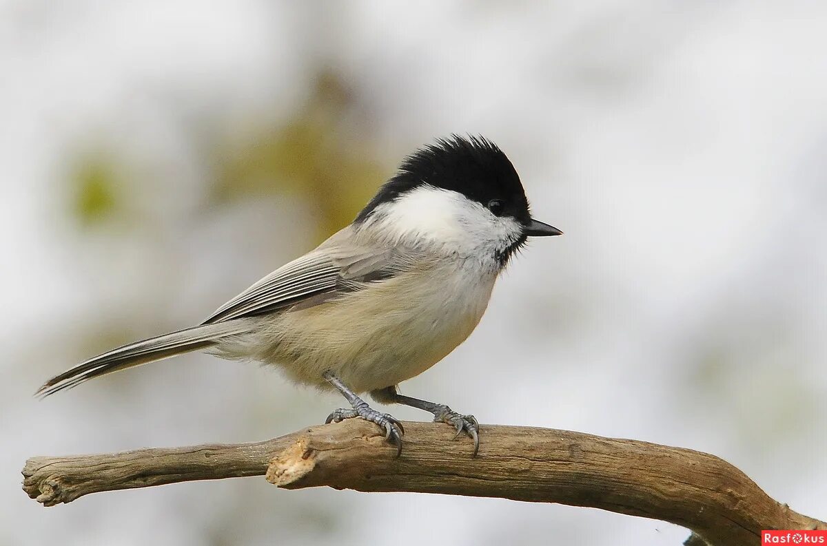 буроголовая гаичка пухляк. буроголовые гаички звуки. гаичка гамбела. большая синица лазоревка хохлатая синица. московка синица длиннохвостая буроголовая гаичка.