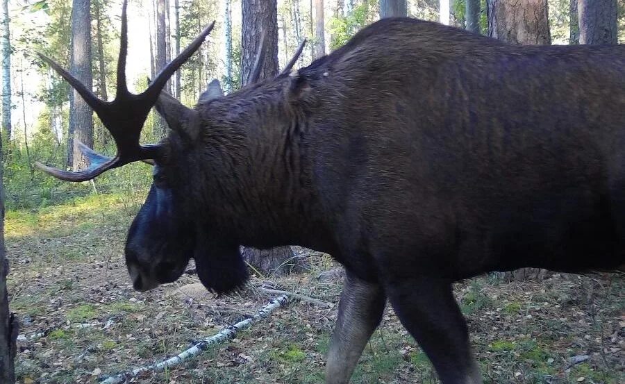 дикая свинья ленинградской области. окский заповедник животные. кабаны в рязанской области. рязань кабаны. рязань кабаны.