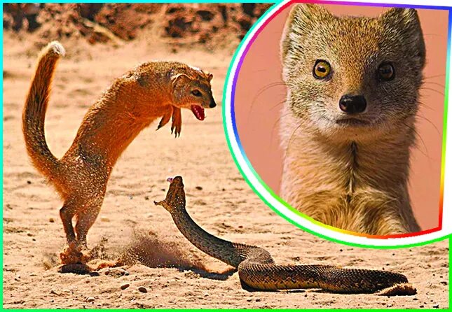 рикки тикки мангуст в индии. пушистохвостый мангуст. лисицевидный мангуст. черноногий мангуст. описание мангуста.