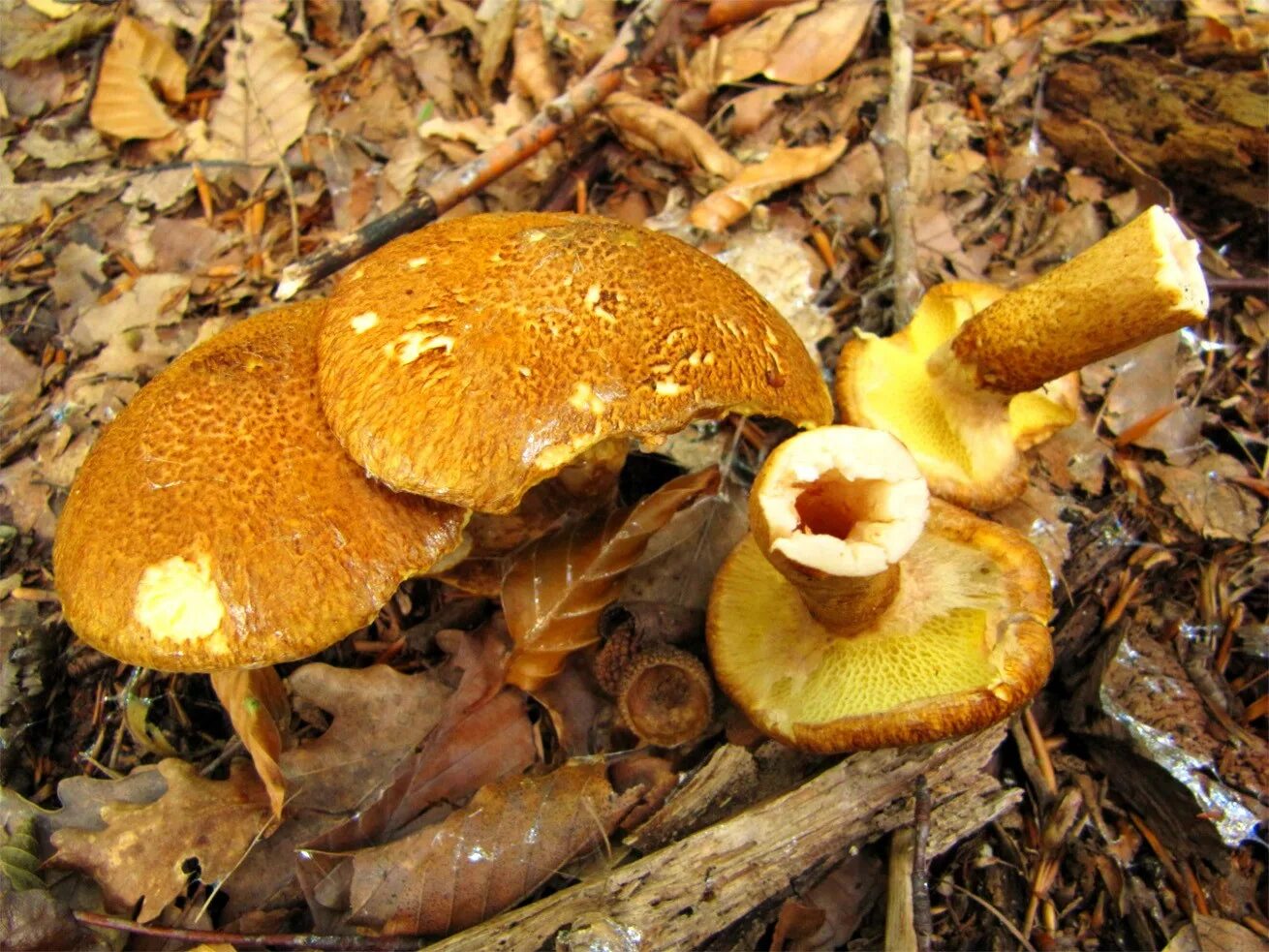 Трубчатый гриб 7. Моховик полоножковый. Маслёнок полоножковый. Boletinus cavipes. Болетинус полоножковый моховик.
