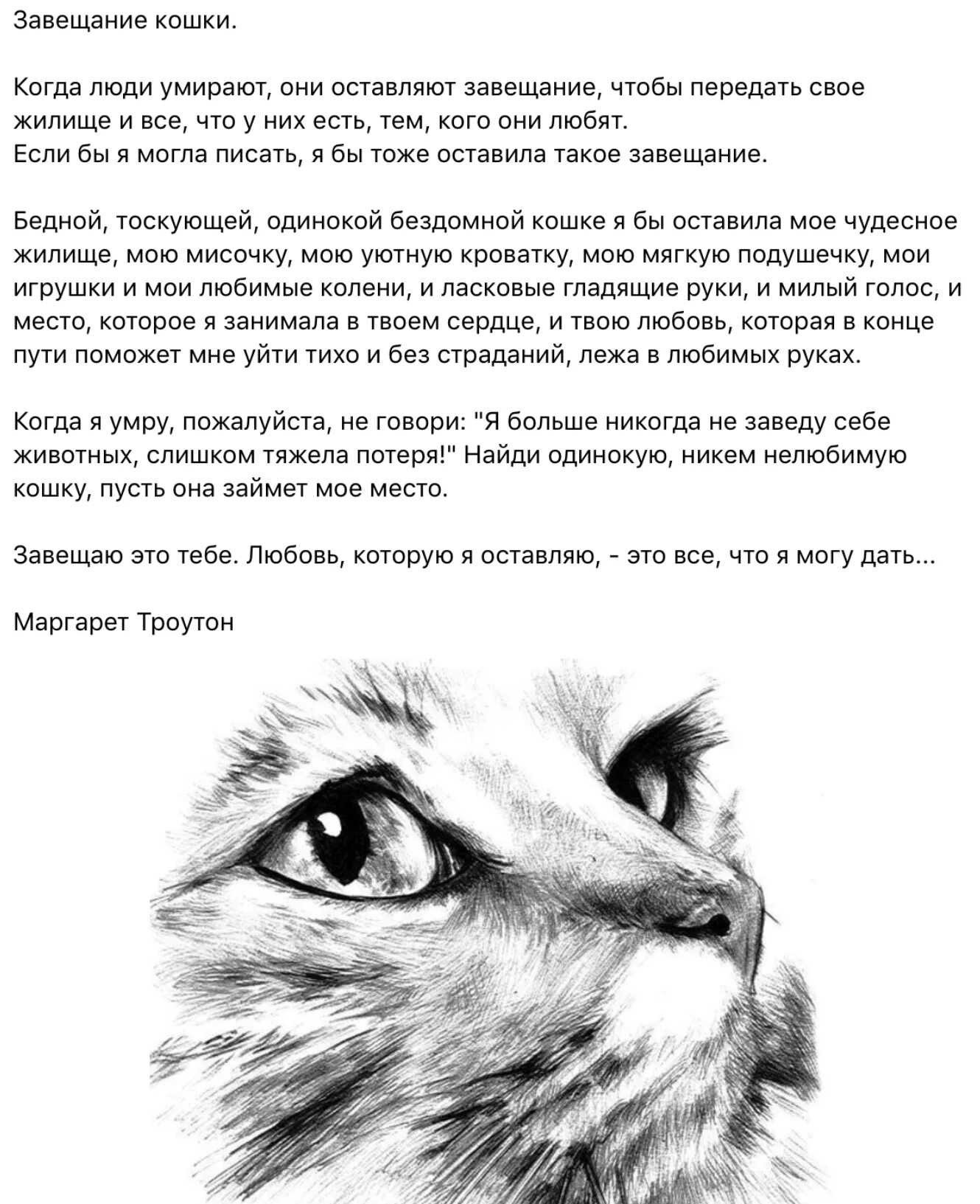 Коты перед смертью уходят. Стихи о котах которые ушли. Завещание кошки. Стихи потеря любимого питомца.