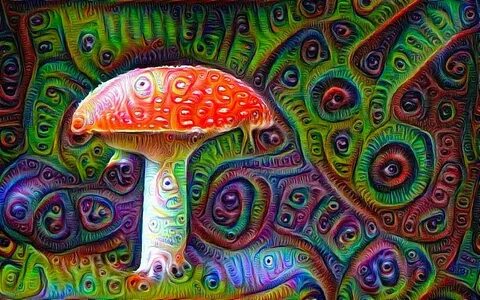 Alex adams shrooms q