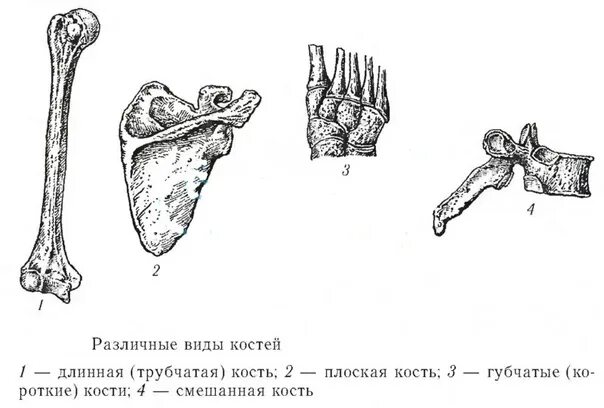 Губчатой костью является ответ