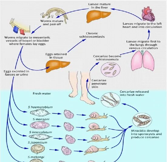 Жизненный цикл шистосомы. Schistosoma japonicum жизненный цикл. Шистосома кровяная жизненный цикл. Шистосома Мансони жизненный цикл. Schistosoma mansoni жизненный цикл.