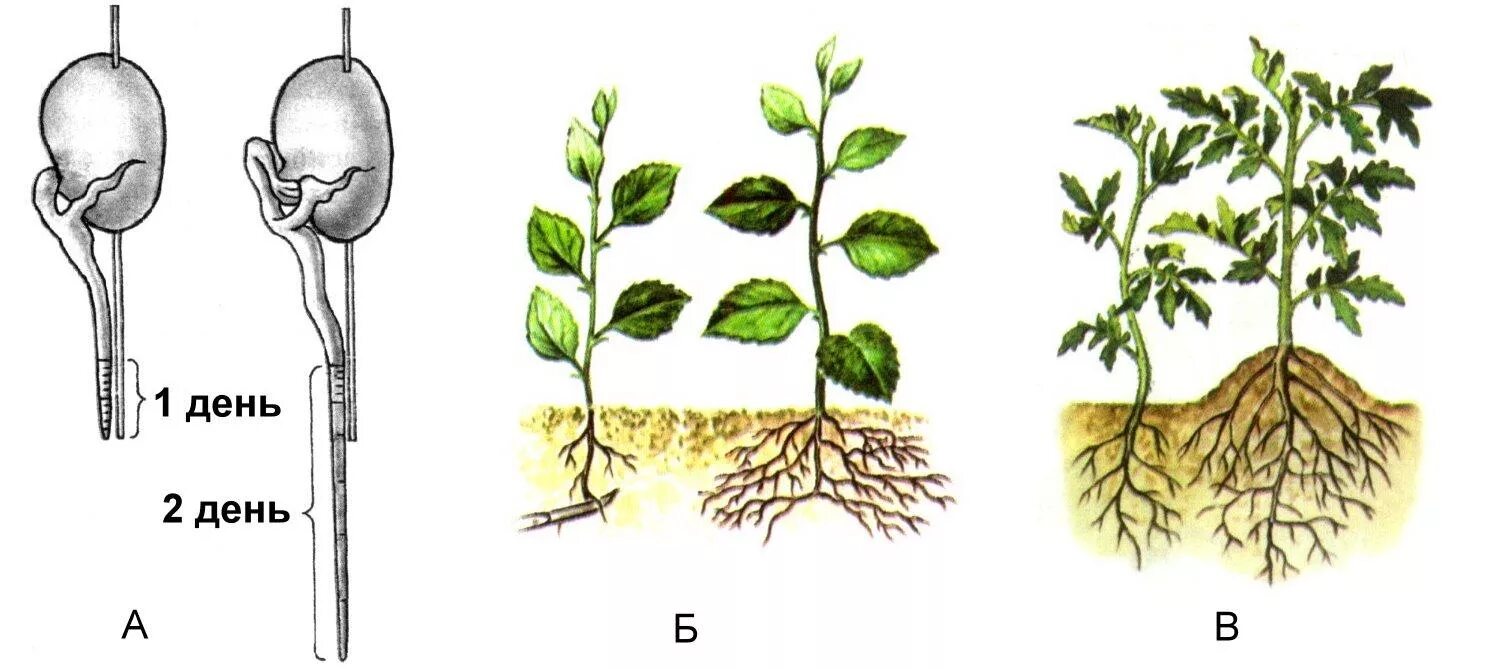 Пикировка корня. Пикировка корня биология. Пикировка корня растения. Корень имеет рост