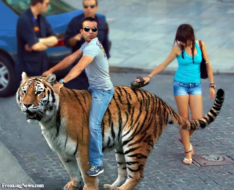 Тигр рядом с человеком. Человек верхом на Тигре. Тигрица рядом с человеком. Кататься на Тигре. Велотигр