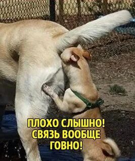 "Алё! Не слышно нифига! Ты чё из жопы звонишь?