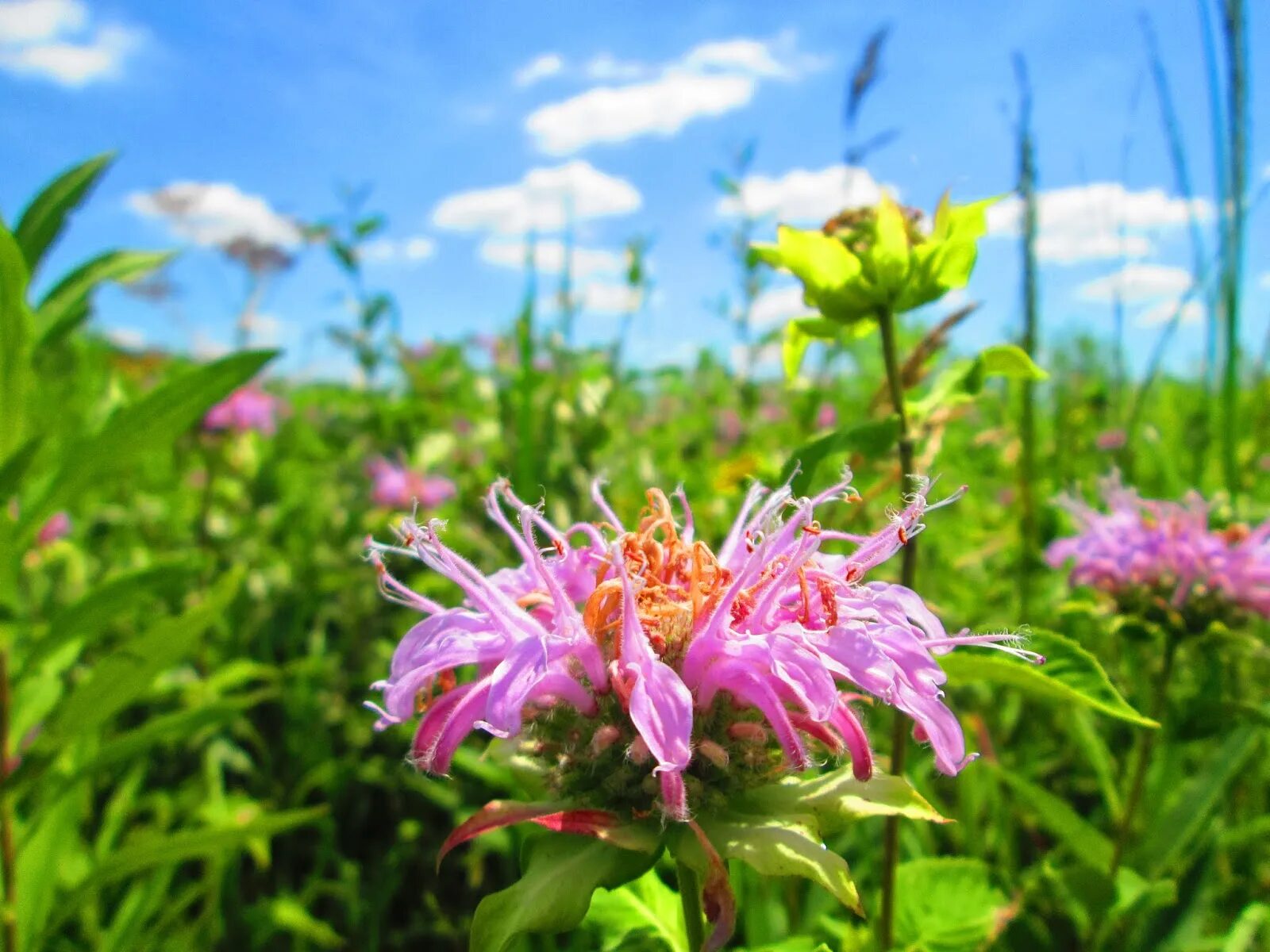 Монарда дудчатая. Монарда дудчатая (Monarda fistulosa). Монарда дудчатая (Monarda fistulosa l.).