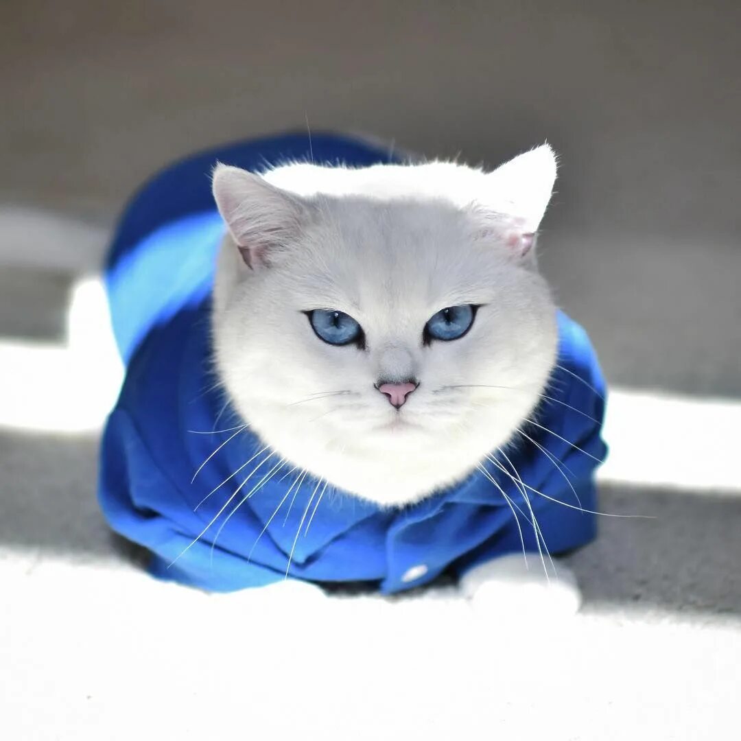 Котэ и синий. Цвет настроения голубой. Синий кот красивый. Котики синего цвета. Кот голубые тона.