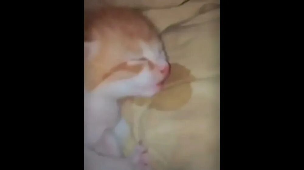 Слюна на подушке. Спящий кот со слюнями. Сонный котенок Мем.