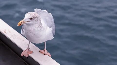 See close