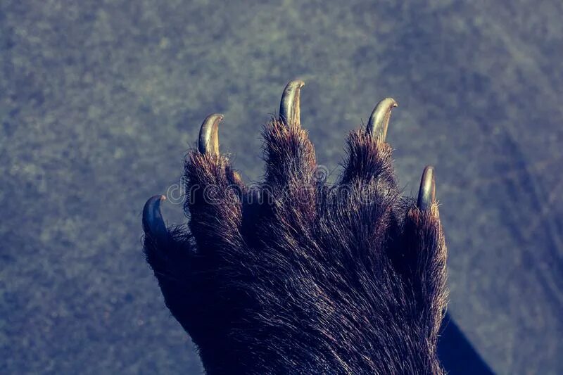 Sharp claws