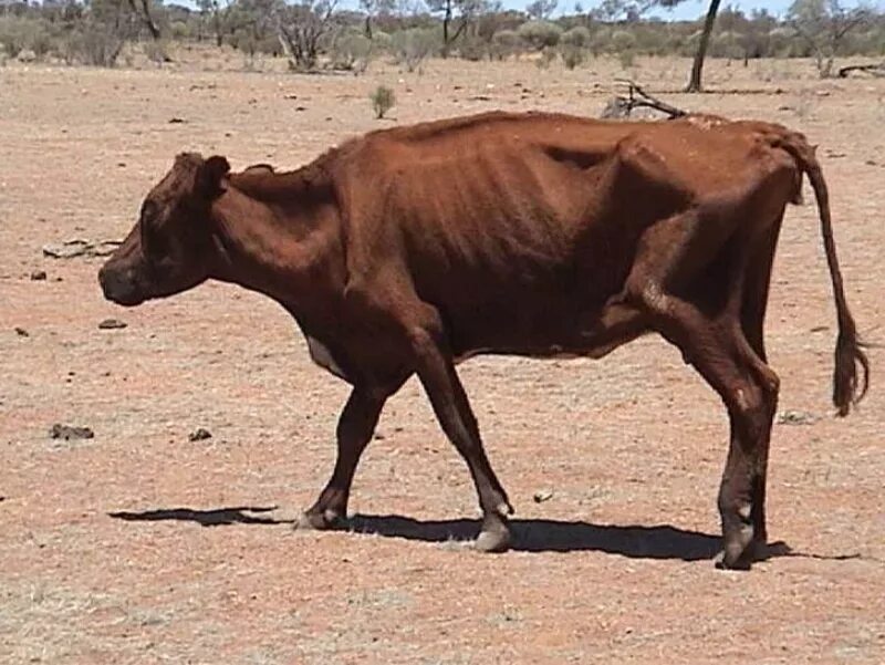 Маленькие телята. Корова картина маслом. Худа корова. Взгляд коровы. Стройная корова.