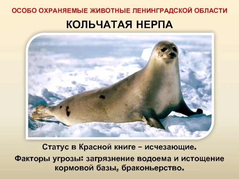 Кавказский биосферный заповедник фауна. Баргузинский биосферный заповедник животные. Приокско-террасный заповедник фауна. Особо охраняемые животные. Зюраткуль национальный парк животные.