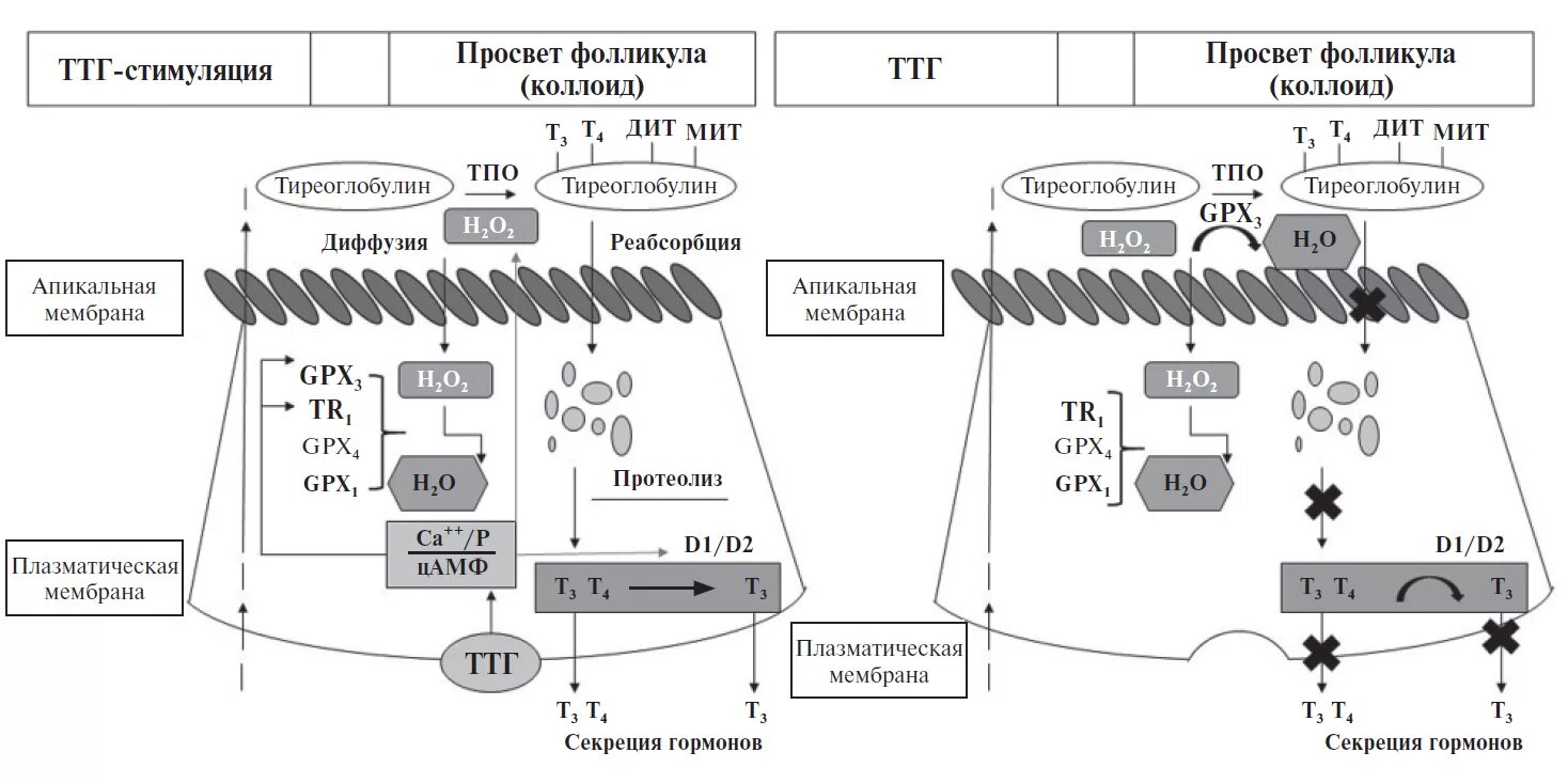 Использование йода для синтеза гормонов. Биосинтез тиреоидных гормонов схема. Схема синтеза тиреоидных гормонов. Синтез тиреоидных гормонов биохимия схема. Синтез тиреоидных гормонов схема физиология.